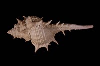 藏品(寶島骨螺)的圖片